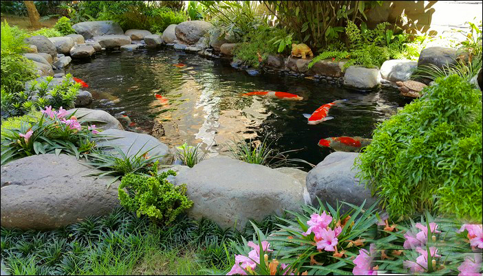 Những điều cần lưu ý khi thiết kế cảnh quan sân vườn hồ cá Koi